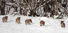 Frischlinge im Güttinger Wald. (Bild: Barbara Weber)
