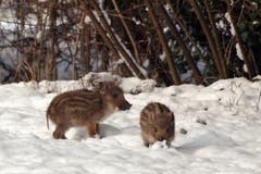 Frischlinge im Güttinger Wald. (Bild: Barbara Weber)
