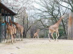 Fünf Tage nach ihrer Geburt erkundete Penda bereits die Aussenanlage. (Bild: Keystone/Zoo Basel (Torben Weber))