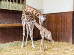 Die junge Giraffe Penda und ihre Mutter Sophie im Zoo Basel. (Bild: Keystone/Zoo Basel (Torben Weber))
