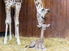 Im warmen Antilopenhaus ist es derzeit viel gemütlicher. (Bild: Keystone/Zoo Basel (Torben Weber))