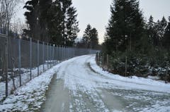 Rechts wachsen die Gratis-Christbäume für die Ortsbürger von Diepoldsau.