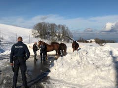 Die drei ausgebüchsten Pferde unter Polizeiaufsicht auf dem Parkplatz beim «Schwarzen Bären». (Bilder: Stadtpolizei St.Gallen - 15. Januar 2018