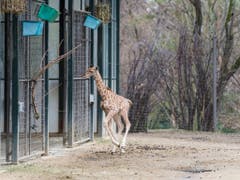 Wegen der Kälte bleiben die Giraffen im Winter jedoch nicht sehr lange draussen. (Bild: Keystone/Zoo Basel (Torben Weber))
