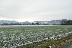 Das Rheintal ist der grösste Spinatlieferant der Schweiz.