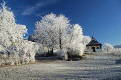 Raureif auf dem Montlinger Bergli. (Bild: Toni Sieber)