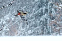 Buntspecht im Schneegestöber auf Futtersuche. (Bild: Hans Adelmann)