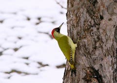Besuch vom Specht im Garten in Eschenz (Bild: Alois Georg Aschwanden)
