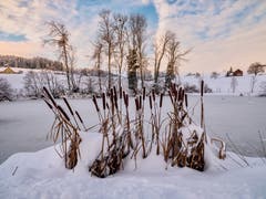 Kleine und grosse Pflanzen am Saumweiher in Herisau (Bild: Luciano Pau)