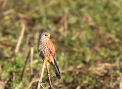 Ein stolzer Turmfalke in Kesswil. (Bild: Barbara Weber)