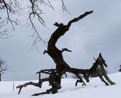 Der bäumige Drache in Pfand, Hundwil.(Bild: Peter Schläpfer)