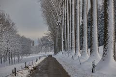 Halballee in Winterstarre, beim Schloss Dottenwil in Wittenbach (Bild: Thomas Manser)