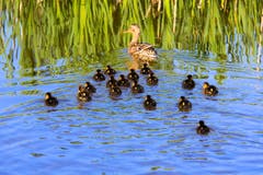 Entengeschwader am Wenigerweier: Eine Stockenten-Mutter mit ihren Jungen. (Bild: Klaus Stadler)