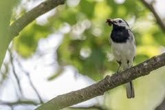 Eine Bachstelze mit Futter für ihre Jungen. (Bild: Franz Blöchlinger)