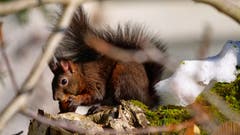 Kaum ist der Schnee weg, kommt das hungrige Eichhörnchen. (Bild: Paul Scheibling)