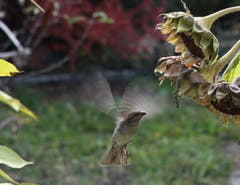 Ein Spatz im Anflug auf eine Sonnenblume. (Bild: Reto Voneschen - 6. November 2011)