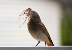 Ein Hausrotschwanz mit Nistmaterial. (Bild: Klaus Stadler)
