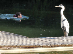 Die Schwimmerin scheint einen anderen Graureiher aber nicht zu stören. (Bild: Klaus Stadler)