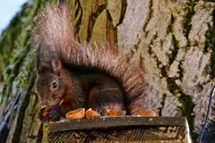 Kaum ist der Schnee weg, kommt das hungrige Eichhörnchen. (Bild: Paul Scheibling)