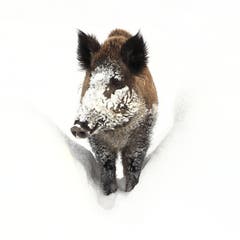 Das Wildschwein im Schnee im Wildpark Peter & Paul (Bild: Stella Catenazzi)