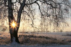 Ein wunderschöner Wintermorgen beginnt im Wauwiler Moos. (Bild: Irene Wanner (Wauwil, 19. Januar 2019))