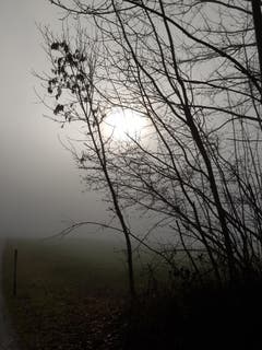 Beim Morgenspatziergang am Waldrand in Sitterdorf. (Bild: Reto Schlegel)