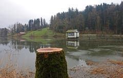 Neue Ansichten am Wenigerweiher. (Bild: Walter Schmidt)