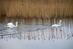 Die Schwäne in Oberriet gleiten friedlich ins neue Jahr. (Bild: Ruedi Dörig)