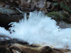 Haareis ist ein seltenes Phänomen, das durch den Stoffwechsel winteraktiver Pilze entsteht. (Bild: Toni Sieber)