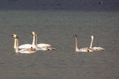 Höcker- und Singschwäne im Ermatingerbecken. (Bild: Fritz Sigg)