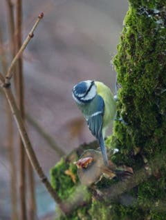 Blaumeise im Holunder (Bild: Hans Aeschlimann)