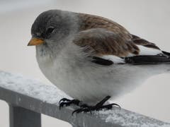 Bei Schneesturm so wie heute, kommen die Schneesperlinge ins Dorf und an die Futterstelle bei unserem Haus. (Bild: Gabriela Russi-Schweitzer (Andermatt, 2. Januar 2019))
