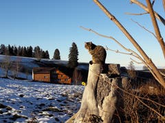 Zwischen Hohe Buche und Speicher. (Bild: Silvia Stathakis)