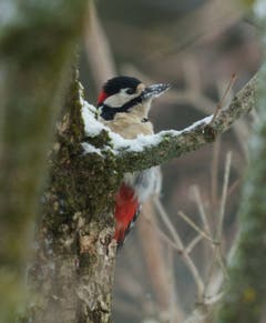 Der Buntspecht in Trogen. (Bild: Hans Aeschlimann)