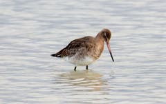 Die Uferschnepfe ist im Winter recht selten zu sehen. (Bild: Fritz Sigg)