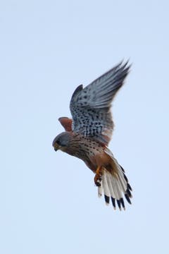 Turmfalke im Rüttelflug (Bild: Barbara Weber)