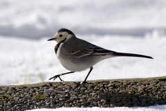 Eine Bachstelze auf dem Bodenberg. (Bild: Adrian Mattli, Zell, 19. Januar 2019)