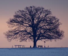Morgenstimmung beim Iselisberg. (Bild: Stephan Lendi)