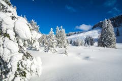 Verschneite Wälder – ein Traum! (Bild: Vinzenz Blum (15. Januar 2019))