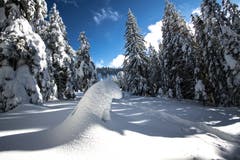 Verschneite Wälder und hat es noch Eisbären? (Bild: Vinzenz Blum (Schrotenegg Glaubenberg, 15. Januar 2019))