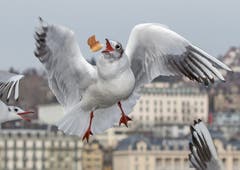 Nur noch einen Bruchteil einer Sekunde und der Brothappen ist ergattert. (Bild: Bruno Schuler (Luzern, 20. Januar 2019))