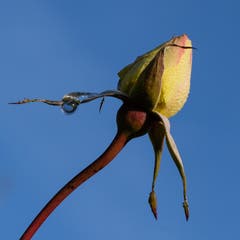 Winterharte Rosenknospe bei Güttingen. (Bild: Franz Häusler)
