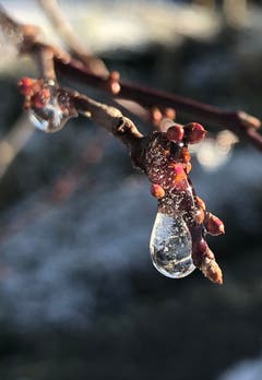 An der Stedi in Mannenbach: Der Eistopfen umfängt den spriessenden Knospen.(Bild: Helen Kilchherr)