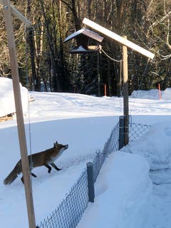 Vogel, nimm dich in acht vor dem Fuchs! (Bild:Ernst Carniello)