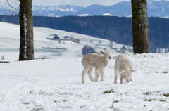 Brrrr... Ist das kalt. (Bild: Cécile Hüsler (Beromünster, 20. Januar 2019))
