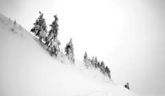 Die Tannen auf der Hochalp sind durch Wind und Schnee geschmückt. (Bild: Thomas Ammann)
