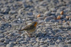Rotkehlchen leiser Wintersänger (Bild: Jürg Kupferschmied (Thun, 19. Januar 2019))