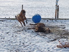 Die beiden Ponys in Beckenried haben sichtlich Freude am Schnee und am grossen, blauen Ball. (Bild: Ulrike Kaeser, 11. Januar 2019)