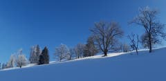Baumlandschaft im Frost, unterhalb Wissegg bei Trogen. (Bild: Klaus Businger)