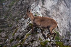 Eine Steingeiss am Wanderweg. Rund 54 Prozent des Steinwilds am Pilatus ist weiblich. (Bild: Roger Grütter, 14. Juli 2011)